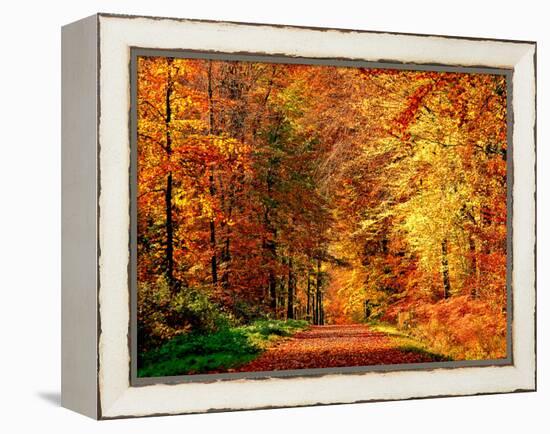 Autumn Way-Philippe Sainte-Laudy-Framed Premier Image Canvas