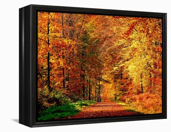 Autumn Way-Philippe Sainte-Laudy-Framed Premier Image Canvas