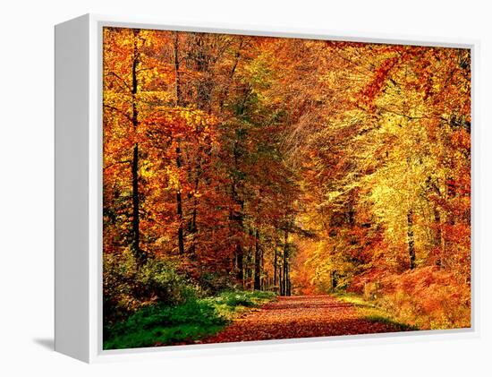 Autumn Way-Philippe Sainte-Laudy-Framed Premier Image Canvas