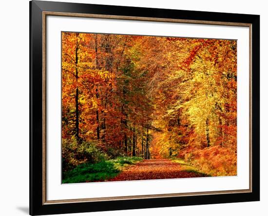 Autumn Way-Philippe Sainte-Laudy-Framed Photographic Print