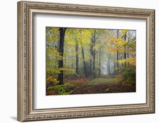 Autumn Way-Philippe Manguin-Framed Photographic Print