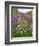 Autumn Wildflowers, White Mountains, New Hampshire-George Oze-Framed Photographic Print