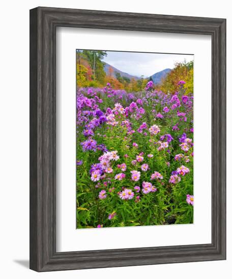 Autumn Wildflowers, White Mountains, New Hampshire-George Oze-Framed Photographic Print