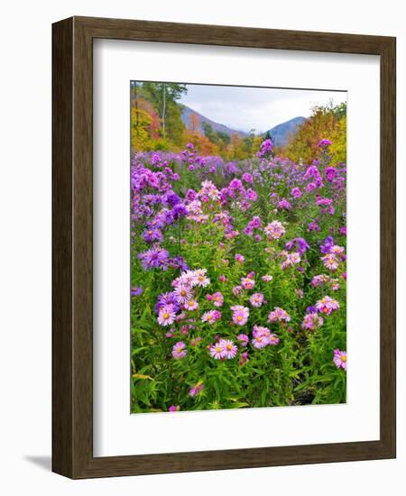 Autumn Wildflowers, White Mountains, New Hampshire-George Oze-Framed Photographic Print