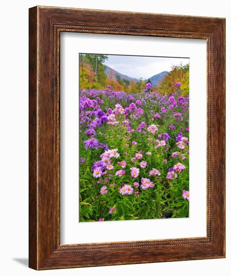 Autumn Wildflowers, White Mountains, New Hampshire-George Oze-Framed Photographic Print