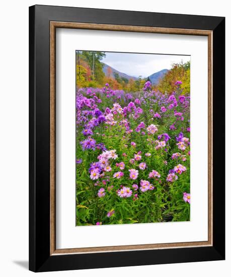 Autumn Wildflowers, White Mountains, New Hampshire-George Oze-Framed Photographic Print