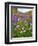 Autumn Wildflowers, White Mountains, New Hampshire-George Oze-Framed Photographic Print