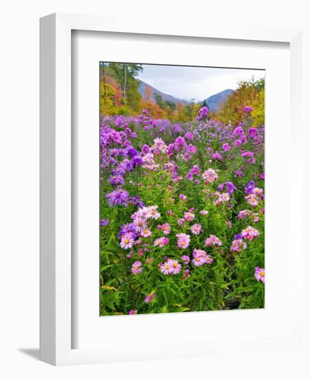 Autumn Wildflowers, White Mountains, New Hampshire-George Oze-Framed Photographic Print