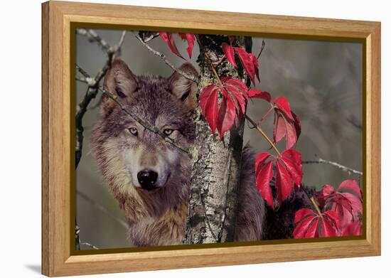 Autumn Wolf-Gordon Semmens-Framed Premier Image Canvas