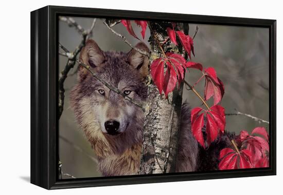 Autumn Wolf-Gordon Semmens-Framed Premier Image Canvas