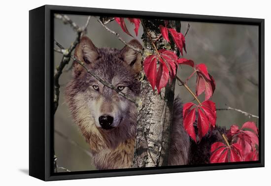 Autumn Wolf-Gordon Semmens-Framed Premier Image Canvas