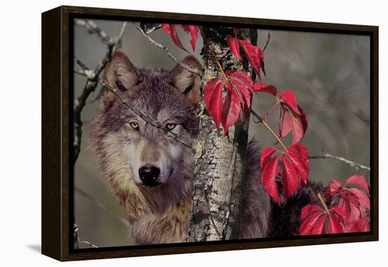 Autumn Wolf-Gordon Semmens-Framed Premier Image Canvas