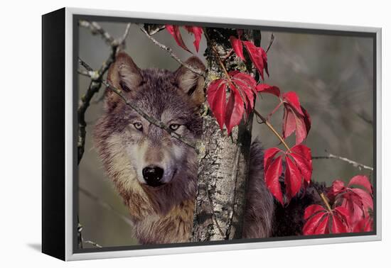 Autumn Wolf-Gordon Semmens-Framed Premier Image Canvas