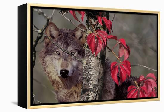 Autumn Wolf-Gordon Semmens-Framed Premier Image Canvas