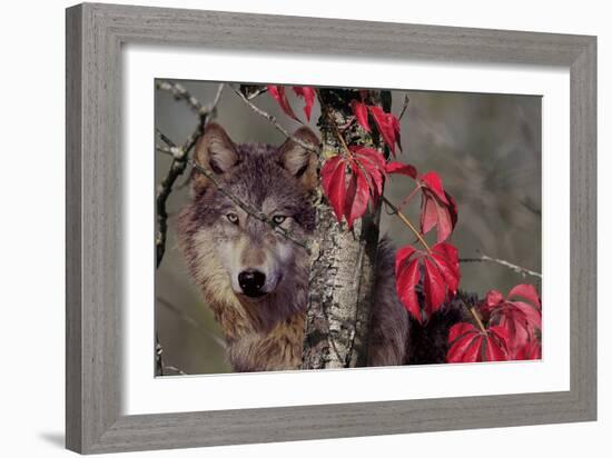 Autumn Wolf-Gordon Semmens-Framed Photographic Print