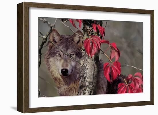 Autumn Wolf-Gordon Semmens-Framed Photographic Print