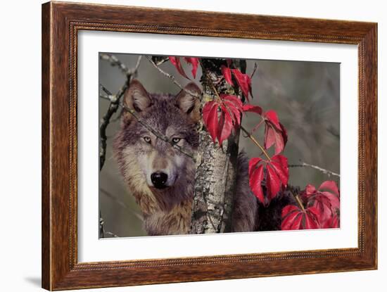 Autumn Wolf-Gordon Semmens-Framed Photographic Print