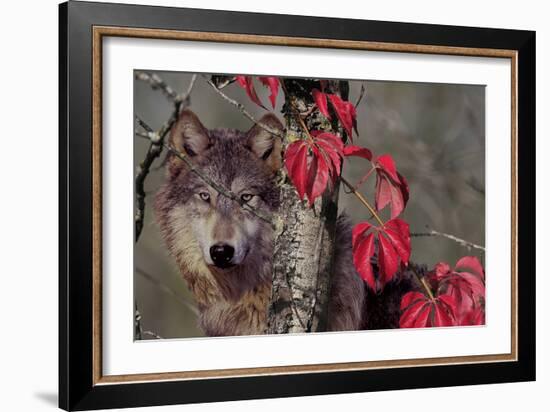 Autumn Wolf-Gordon Semmens-Framed Photographic Print