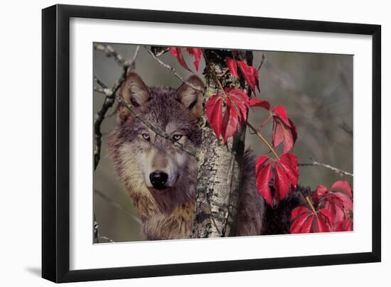 Autumn Wolf-Gordon Semmens-Framed Photographic Print