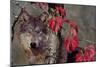 Autumn Wolf-Gordon Semmens-Mounted Photographic Print