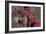 Autumn Wolf-Gordon Semmens-Framed Photographic Print