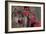 Autumn Wolf-Gordon Semmens-Framed Photographic Print