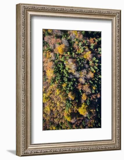 Autumn Wood, Aerial Shots, Bavaria, Germany-Frank Fleischmann-Framed Photographic Print