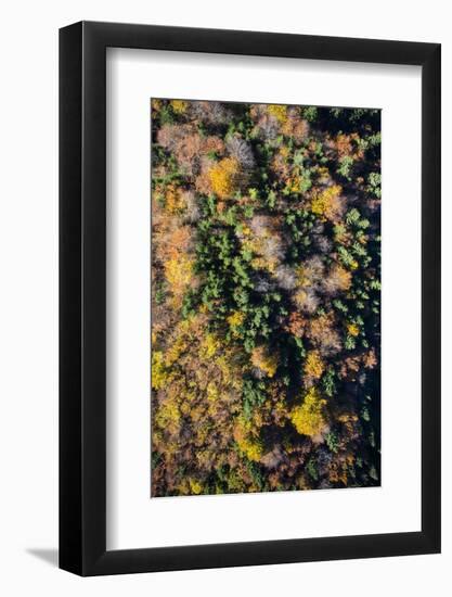 Autumn Wood, Aerial Shots, Bavaria, Germany-Frank Fleischmann-Framed Photographic Print