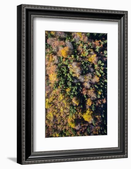 Autumn Wood, Aerial Shots, Bavaria, Germany-Frank Fleischmann-Framed Photographic Print