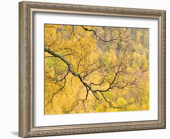 Autumn Wood, Cairngorms National Park, Highlands, Scotland, UK-Nadia Isakova-Framed Photographic Print