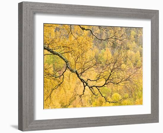 Autumn Wood, Cairngorms National Park, Highlands, Scotland, UK-Nadia Isakova-Framed Photographic Print