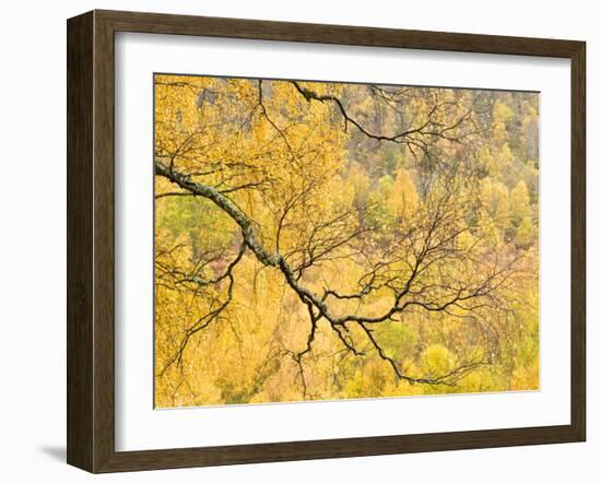 Autumn Wood, Cairngorms National Park, Highlands, Scotland, UK-Nadia Isakova-Framed Photographic Print