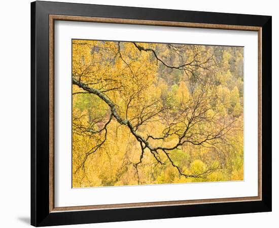 Autumn Wood, Cairngorms National Park, Highlands, Scotland, UK-Nadia Isakova-Framed Photographic Print