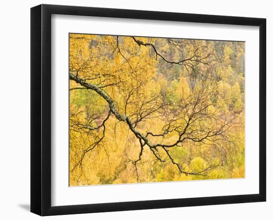 Autumn Wood, Cairngorms National Park, Highlands, Scotland, UK-Nadia Isakova-Framed Photographic Print