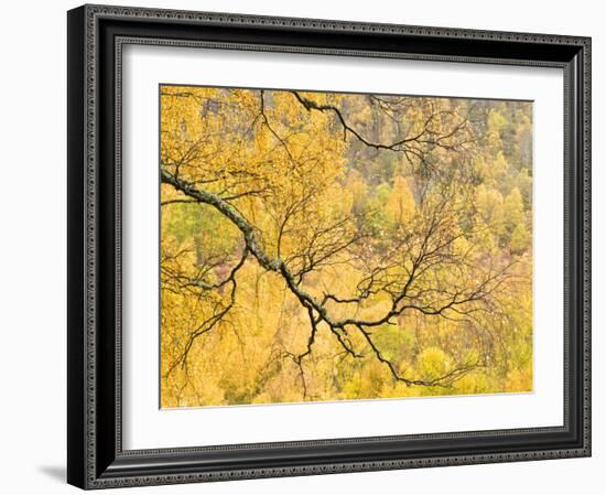 Autumn Wood, Cairngorms National Park, Highlands, Scotland, UK-Nadia Isakova-Framed Photographic Print