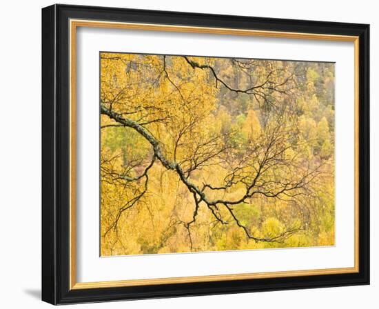 Autumn Wood, Cairngorms National Park, Highlands, Scotland, UK-Nadia Isakova-Framed Photographic Print