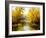 Autumn Wood Lake With Trees And Bushes-balaikin2009-Framed Art Print