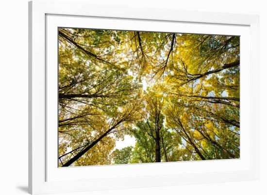 Autumn Wood-Nathan Secker-Framed Giclee Print