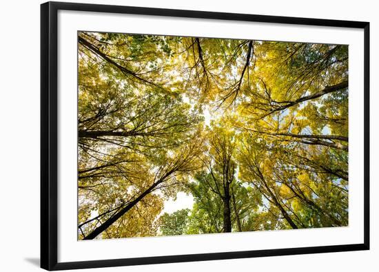 Autumn Wood-Nathan Secker-Framed Giclee Print