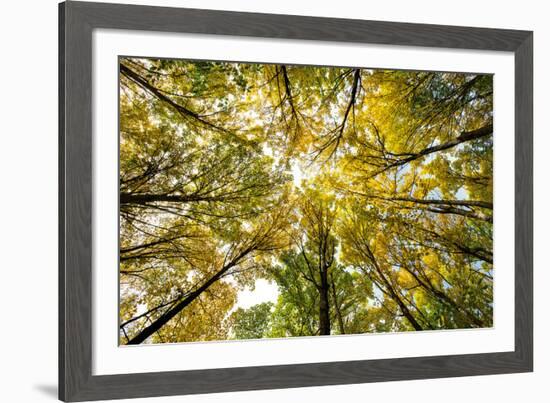 Autumn Wood-Nathan Secker-Framed Giclee Print