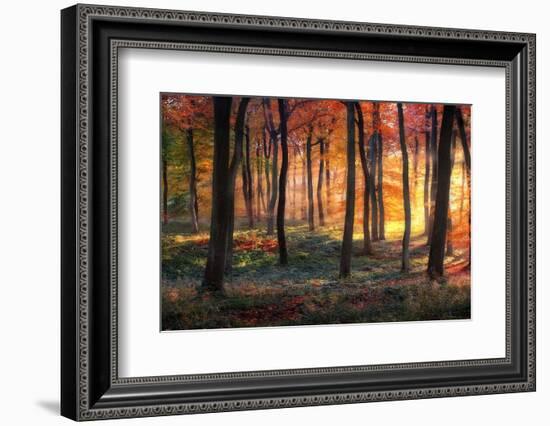Autumn Woodland Sunrise-Photokes-Framed Photographic Print