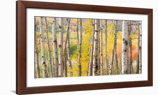 Autumn Woods, Acadia-Michael Hudson-Framed Giclee Print