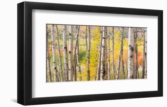 Autumn Woods, Acadia-Michael Hudson-Framed Art Print