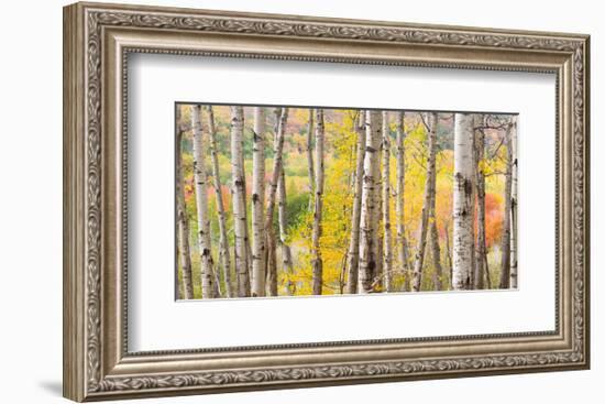 Autumn Woods, Acadia-Michael Hudson-Framed Art Print