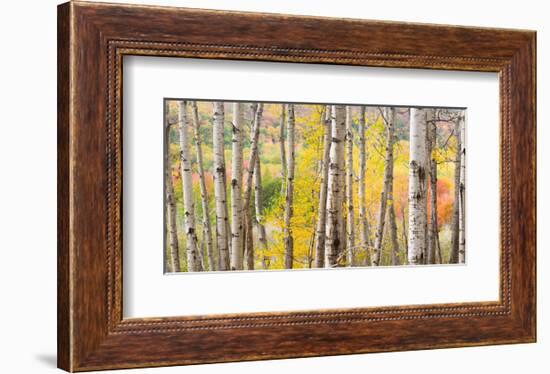 Autumn Woods, Acadia-Michael Hudson-Framed Art Print