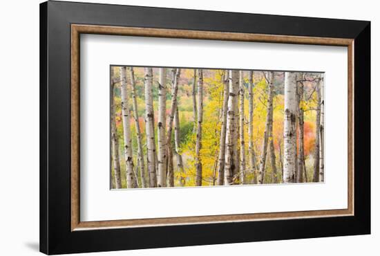 Autumn Woods, Acadia-Michael Hudson-Framed Art Print