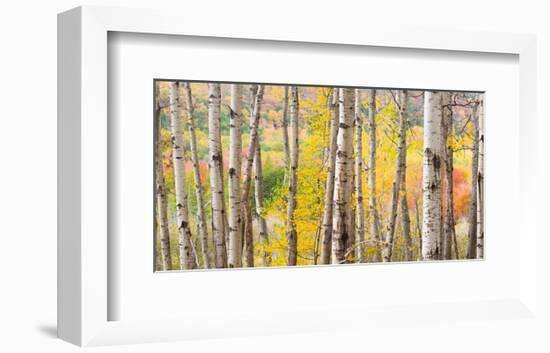 Autumn Woods, Acadia-Michael Hudson-Framed Art Print