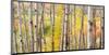 Autumn Woods, Acadia-Michael Hudson-Mounted Art Print