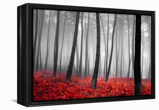 Autumn Woods-PhotoINC-Framed Premier Image Canvas