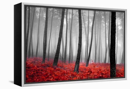 Autumn Woods-PhotoINC-Framed Premier Image Canvas